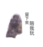 Rabbit jump（個別スタンプ：5）