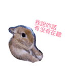 Rabbit jump（個別スタンプ：6）