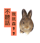 Rabbit jump（個別スタンプ：7）