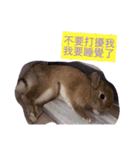 Rabbit jump（個別スタンプ：9）