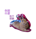 Rabbit jump（個別スタンプ：11）