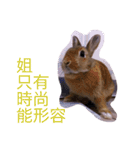 Rabbit jump（個別スタンプ：13）