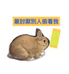 Rabbit jump（個別スタンプ：15）