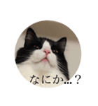 ノルウェージャンのレイ（個別スタンプ：1）