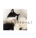 ノルウェージャンのレイ（個別スタンプ：3）