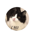 ノルウェージャンのレイ（個別スタンプ：5）