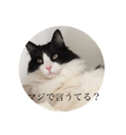 ノルウェージャンのレイ（個別スタンプ：6）