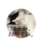 ノルウェージャンのレイ（個別スタンプ：8）