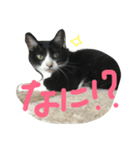 キクのスタンプ（個別スタンプ：3）