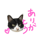 キクのスタンプ（個別スタンプ：5）