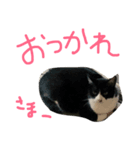 キクのスタンプ（個別スタンプ：6）