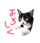 キクのスタンプ（個別スタンプ：7）
