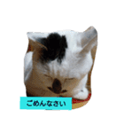 うちの、にゃんころりん（個別スタンプ：3）