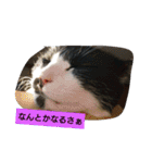 うちの、にゃんころりん（個別スタンプ：4）