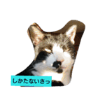 うちの、にゃんころりん（個別スタンプ：6）