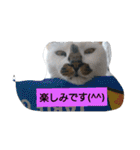 うちの、にゃんころりん（個別スタンプ：7）