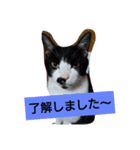 うちの、にゃんころりん（個別スタンプ：9）