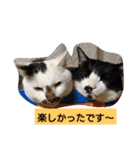 うちの、にゃんころりん（個別スタンプ：11）