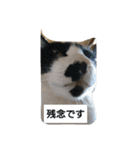 うちの、にゃんころりん（個別スタンプ：12）