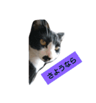 うちの、にゃんころりん（個別スタンプ：14）