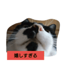 うちの、にゃんころりん（個別スタンプ：15）