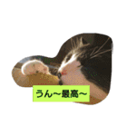 うちの、にゃんころりん（個別スタンプ：16）