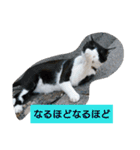 うちの、にゃんころりん（個別スタンプ：19）