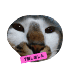 うちの、にゃんころりん（個別スタンプ：25）