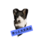 うちの、にゃんころりん（個別スタンプ：30）