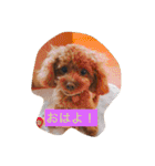 Apollo.Stamp（個別スタンプ：1）