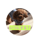 Apollo.Stamp（個別スタンプ：3）