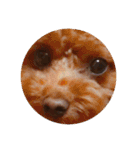 Apollo.Stamp（個別スタンプ：5）