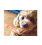 Apollo.Stamp（個別スタンプ：8）