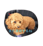 Apollo.Stamp（個別スタンプ：19）