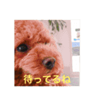 Apollo.Stamp（個別スタンプ：20）