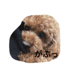 Apollo.Stamp（個別スタンプ：21）