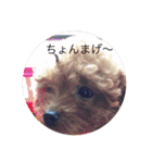 Apollo.Stamp（個別スタンプ：22）