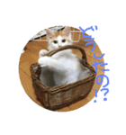 mer stamp（個別スタンプ：4）