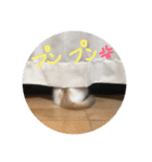mer stamp（個別スタンプ：7）