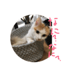 mer stamp（個別スタンプ：8）