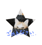 mer stamp（個別スタンプ：10）