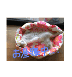 mer stamp（個別スタンプ：13）