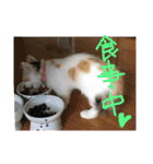 mer stamp（個別スタンプ：15）