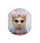 mer stamp（個別スタンプ：20）
