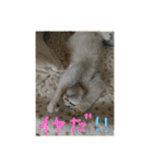 mer stamp（個別スタンプ：21）