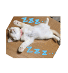 mer stamp（個別スタンプ：22）