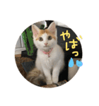 mer stamp（個別スタンプ：26）