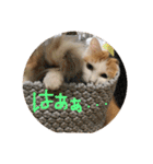 mer stamp（個別スタンプ：29）