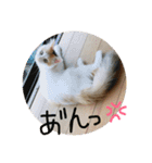 mer stamp（個別スタンプ：31）