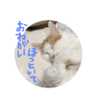 mer stamp（個別スタンプ：32）